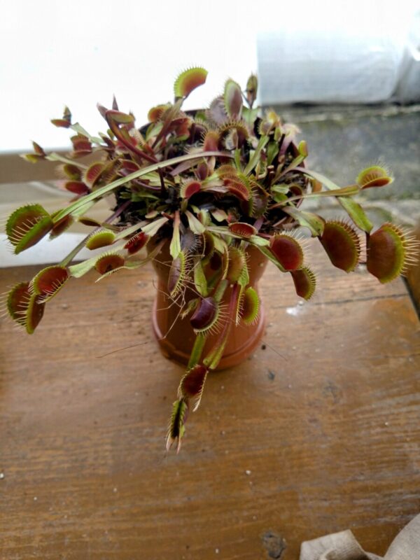 Dionaea petit dragon