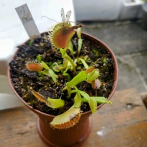 Dionaea gj Alaska