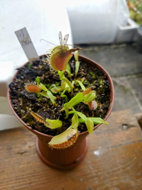 Dionaea gj Alaska