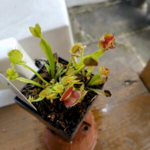 Dionaea cthugha