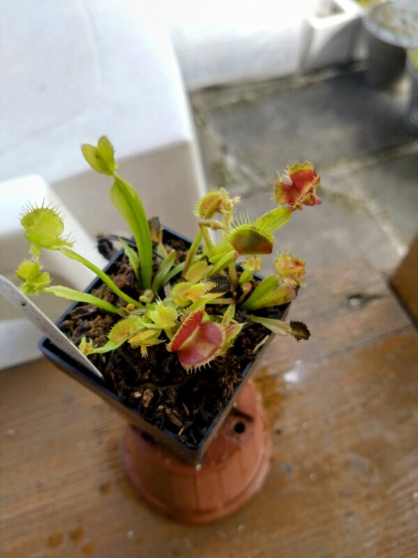 Dionaea cthugha
