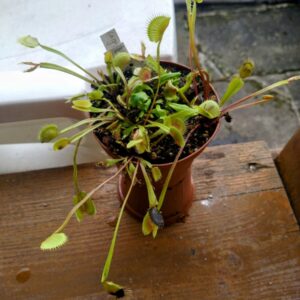 Dionaea la grosse à guigui