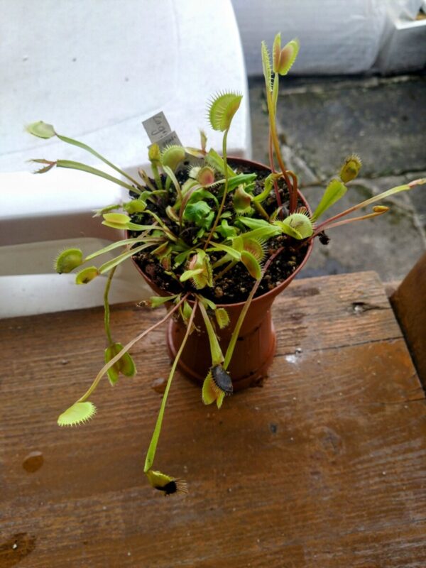 Dionaea la grosse à guigui