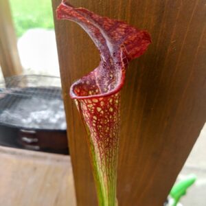 Sarracenia x crimson queen x Adrian slack