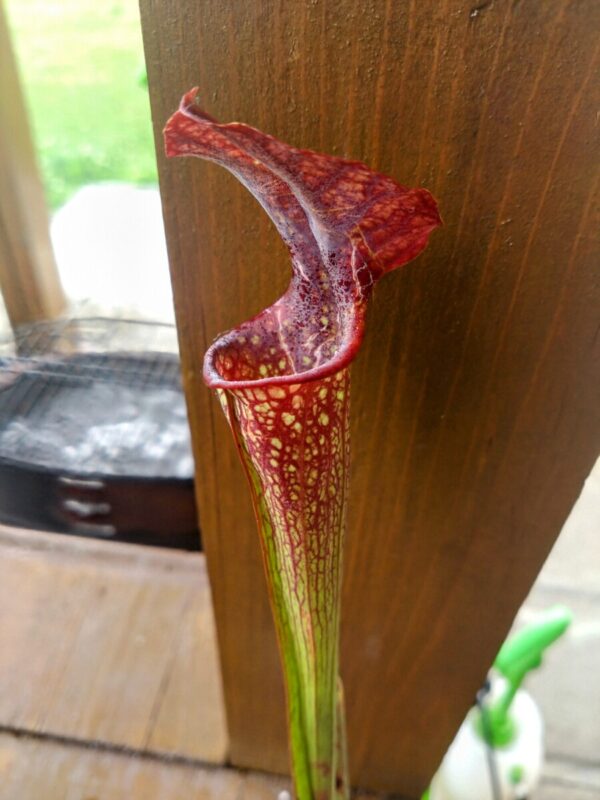 Sarracenia x crimson queen x Adrian slack