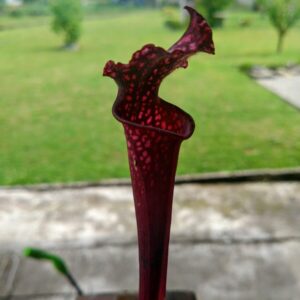 Sarracenia leucophylla red burgundy