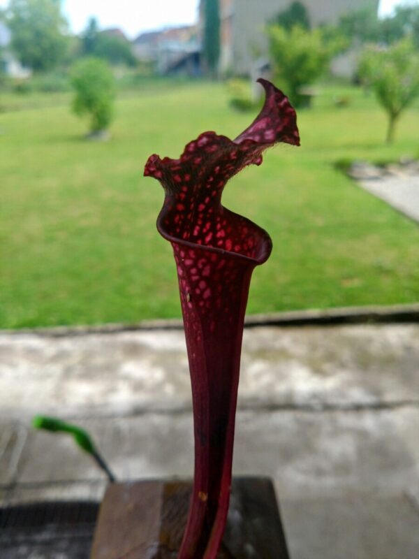 Sarracenia leucophylla red burgundy