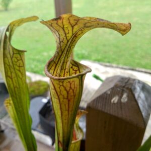 Sarracenia oreophila heavy veined