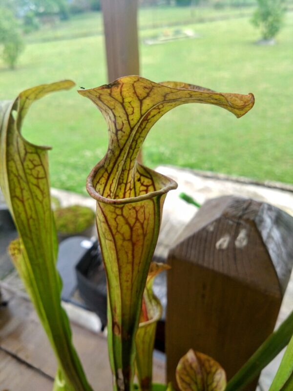 Sarracenia oreophila heavy veined