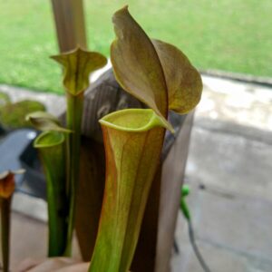 Sarracenia x tygo