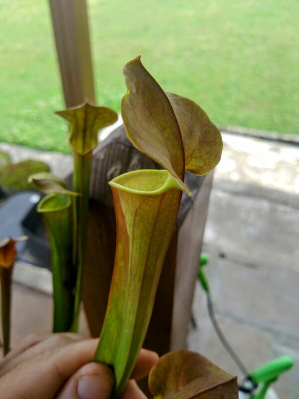 Sarracenia x tygo