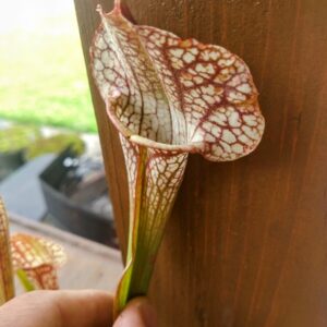 Sarracenia x skywatcher