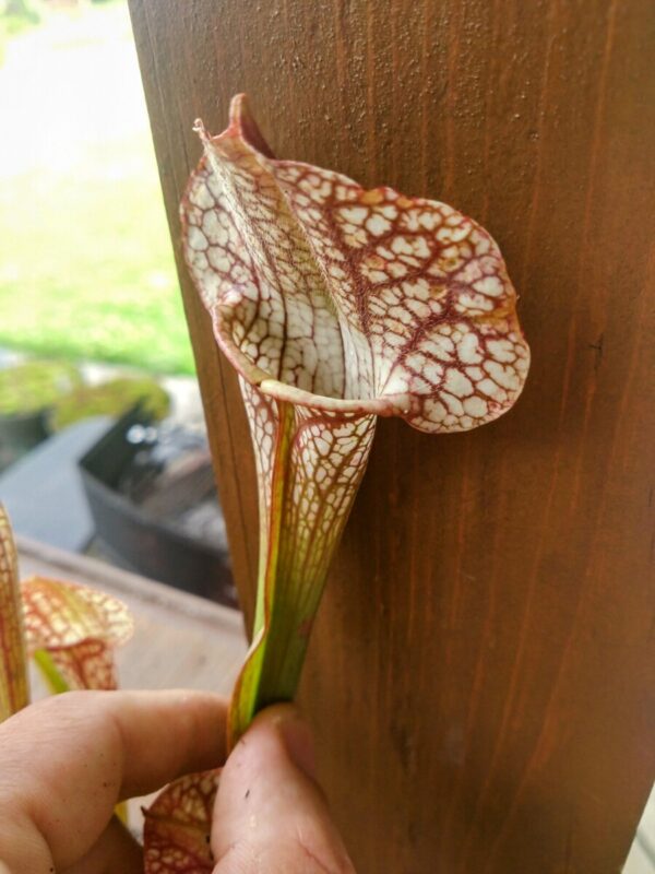 Sarracenia x skywatcher