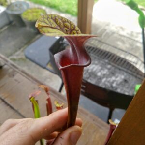 Sarracenia flava var rubricorpora ex Blackwater