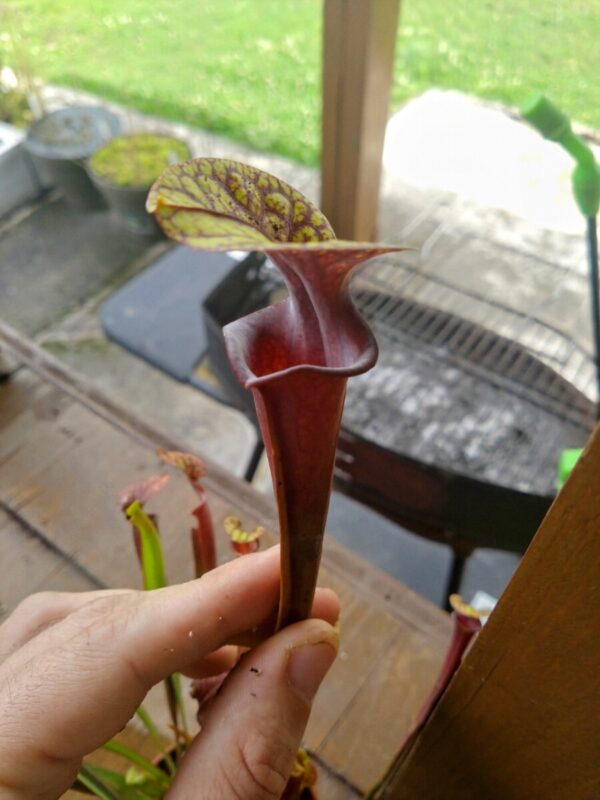 Sarracenia flava var rubricorpora ex Blackwater