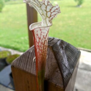 Sarracenia leucophylla hcw ALBB 2007