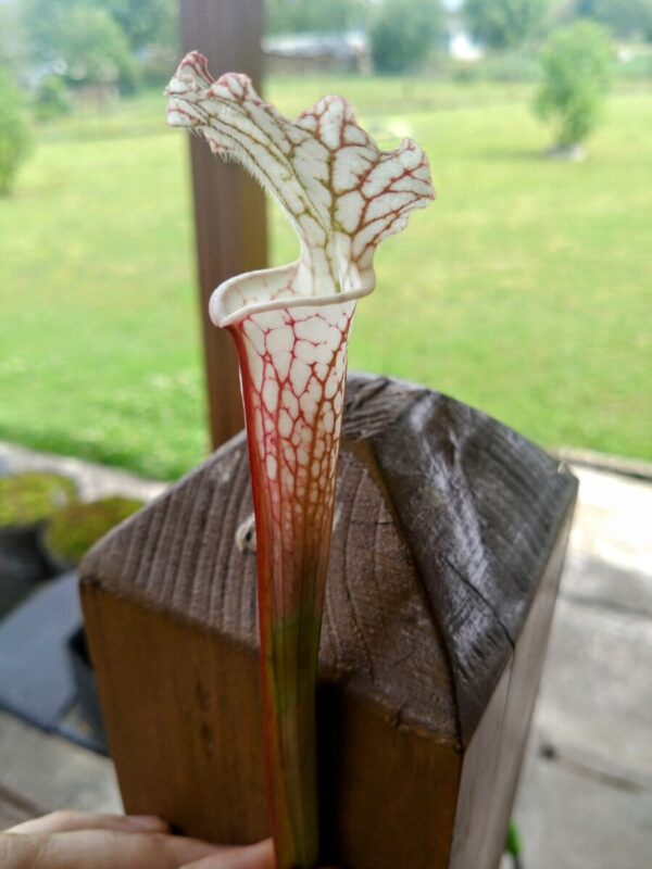 Sarracenia leucophylla hcw ALBB 2007
