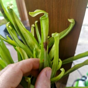 Sarracenia rubra var gulfensis heterophylla