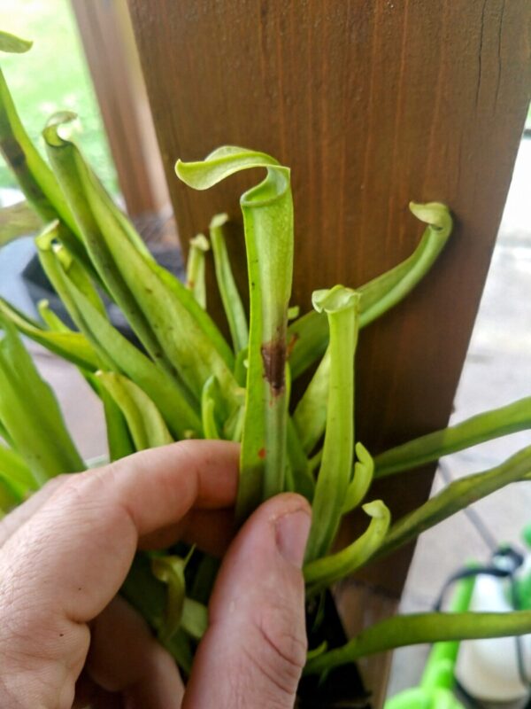 Sarracenia rubra var gulfensis heterophylla