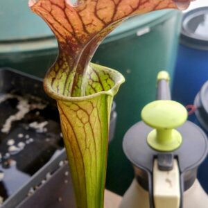 Sarracenia x Arthur Wheeler