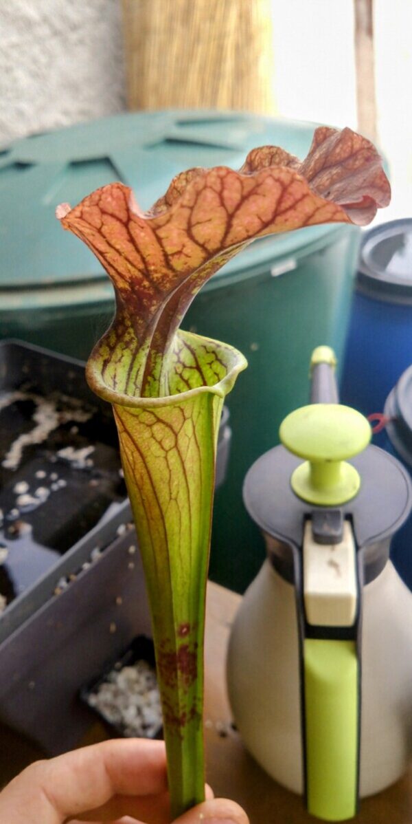 Sarracenia x Arthur Wheeler