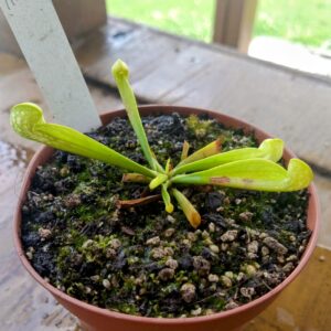 Sarracenia psittacina neon