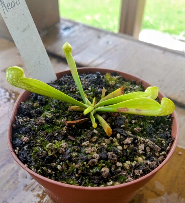 Sarracenia psittacina neon
