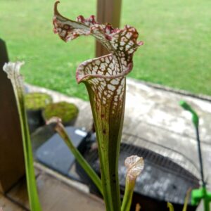 Sarracenia leucophylla alba diflora