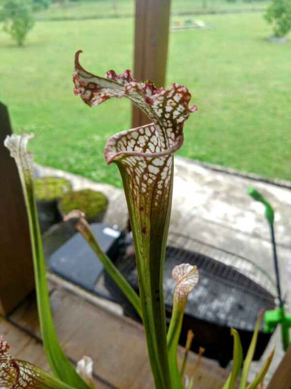 Sarracenia leucophylla alba diflora