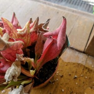 Sarracenia purpurea venosa smurf