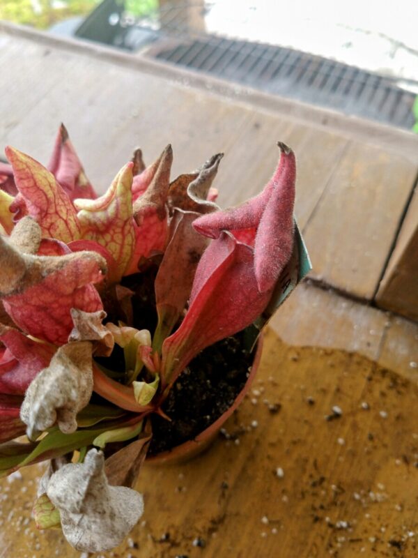 Sarracenia purpurea venosa smurf
