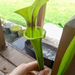 Sarracenia flava giant big mouth