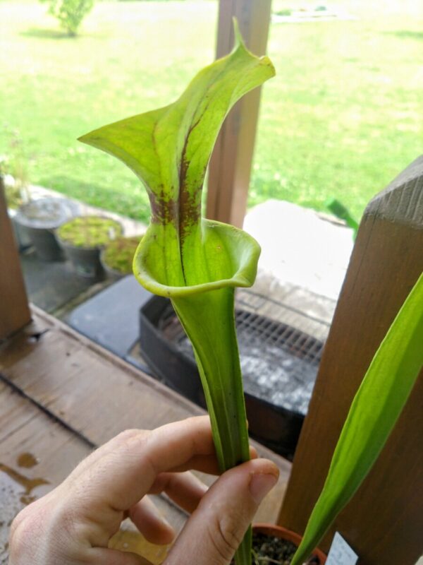 Sarracenia flava giant big mouth