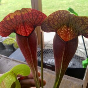 Sarracenia swaniana red