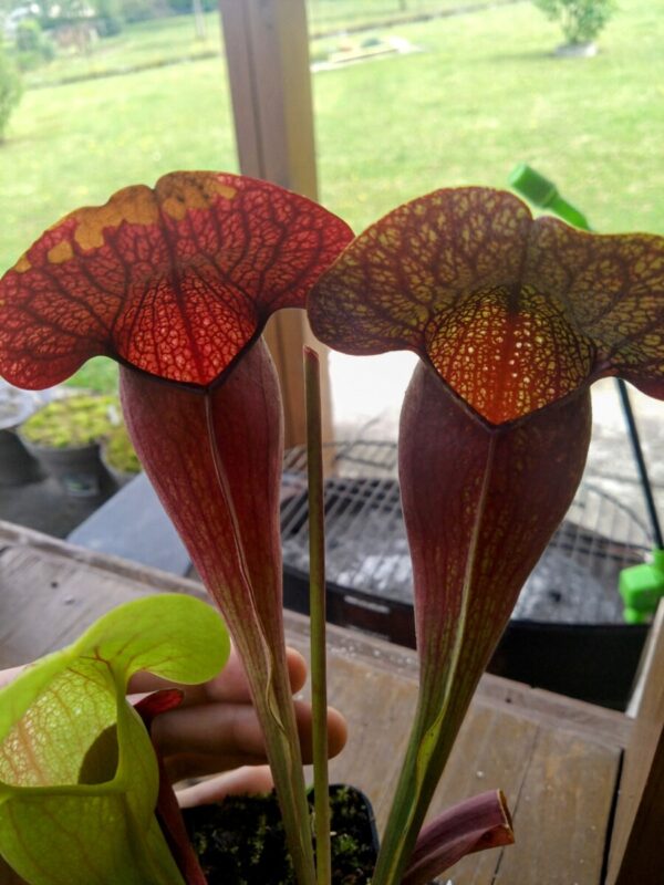 Sarracenia swaniana red