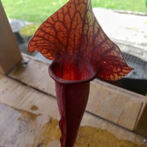 Sarracenia catesbaei red