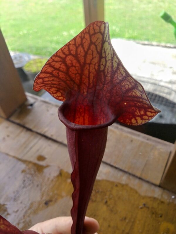 Sarracenia catesbaei red