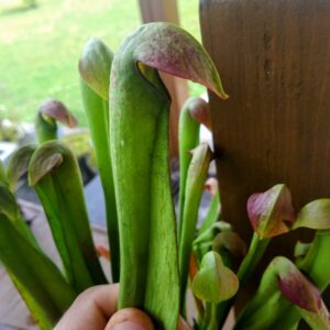 Sarracenia minor var okefenokeensis small form
