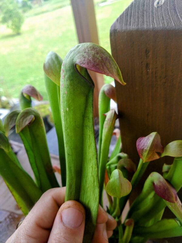 Sarracenia minor var okefenokeensis small form
