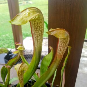Sarracenia Hummer's hammerhead