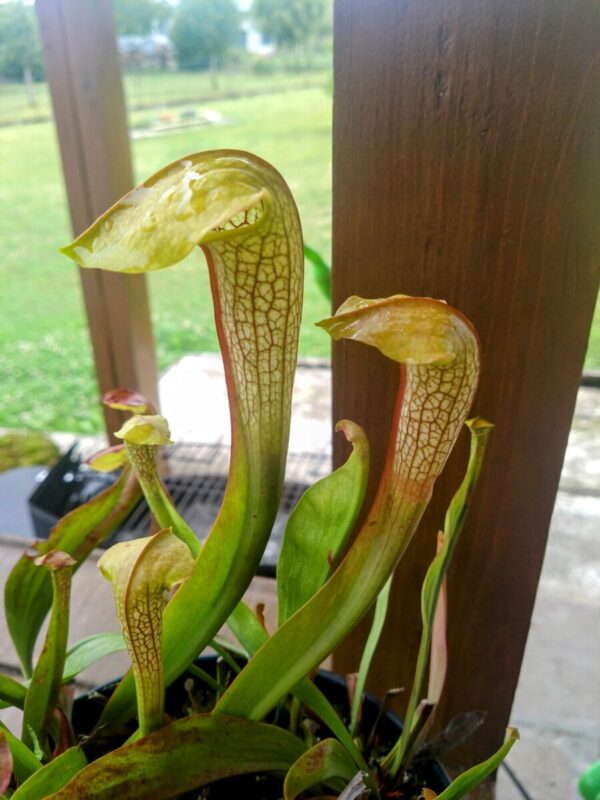 Sarracenia Hummer's hammerhead