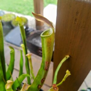 Sarracenia rubra ssp wherry