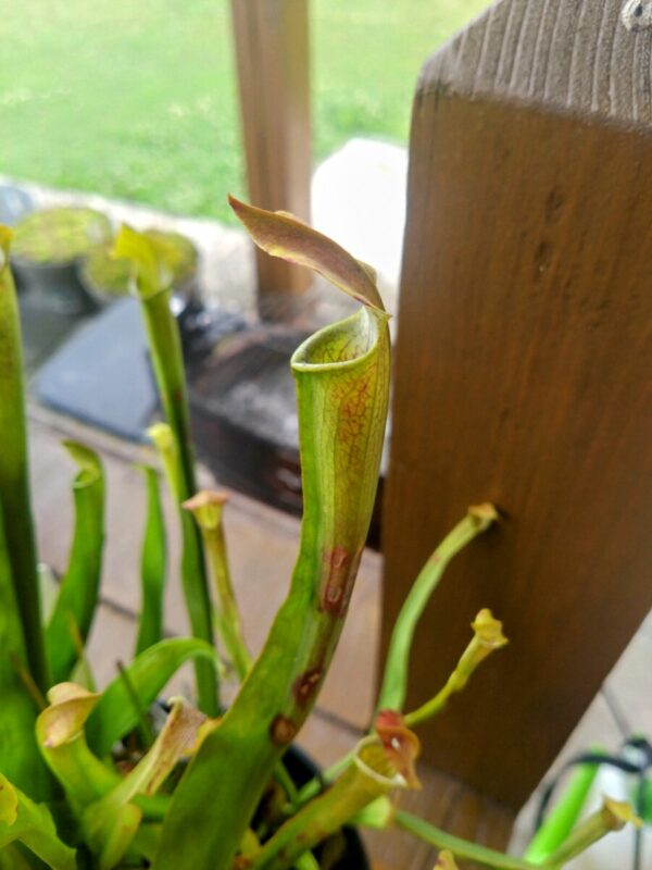 Sarracenia rubra ssp wherry
