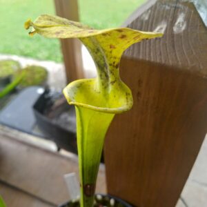 Sarracenia flava var rugelii F51