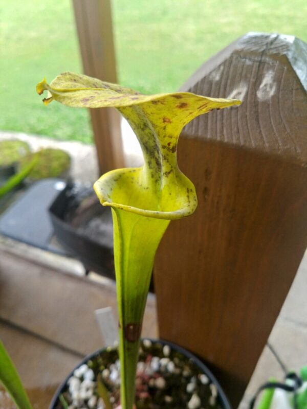 Sarracenia flava var rugelii F51