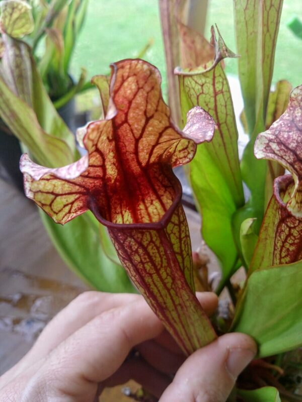 Sarracenia catesbaei exotik