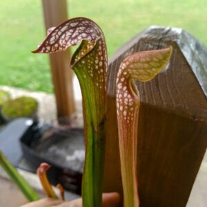 Sarracenia x excellens