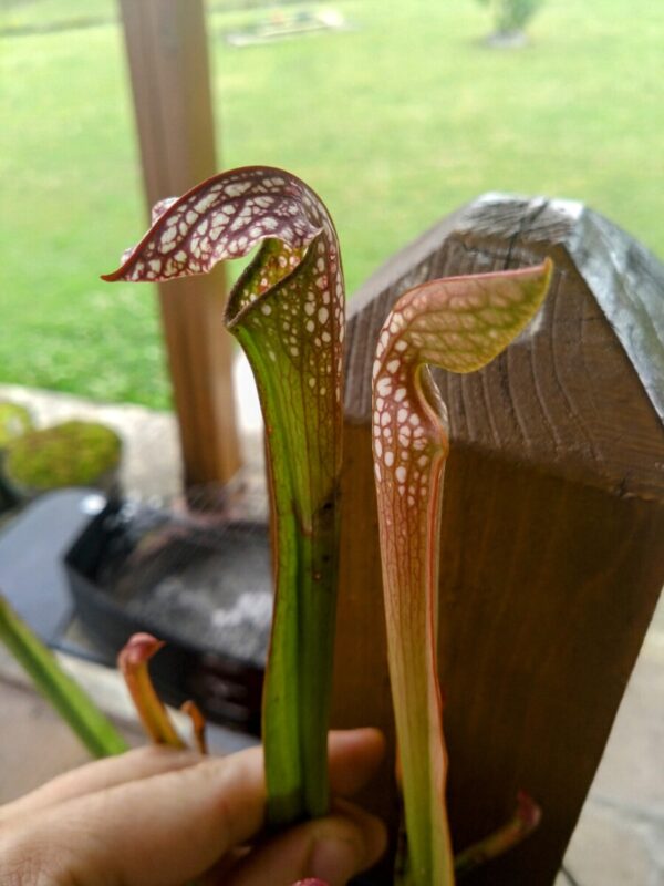 Sarracenia x excellens