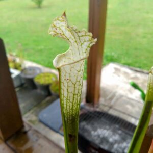 Sarracenia leucophylla hcw relic x hcw F