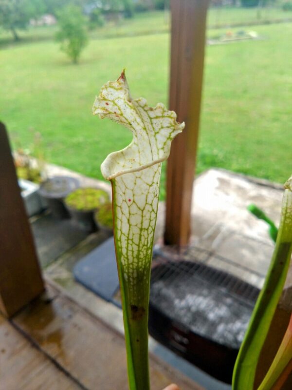 Sarracenia leucophylla hcw relic x hcw F